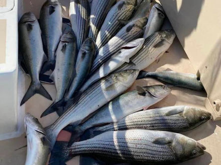 June 20th Fishing Report