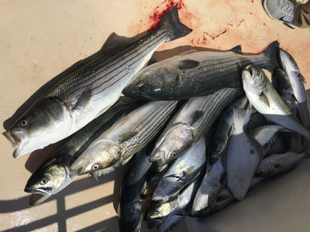June 10- Fishing Report