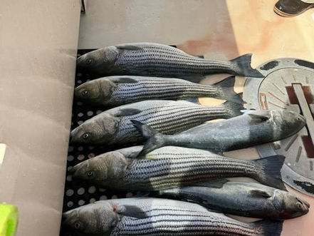 June 4th Fishing Report