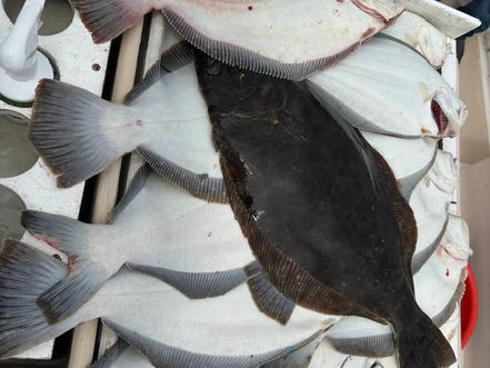 June 24th Fishing Report
