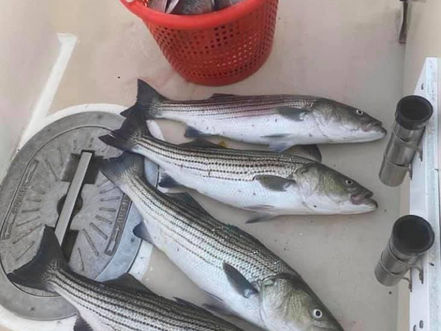 Aug 22 Fishing Report