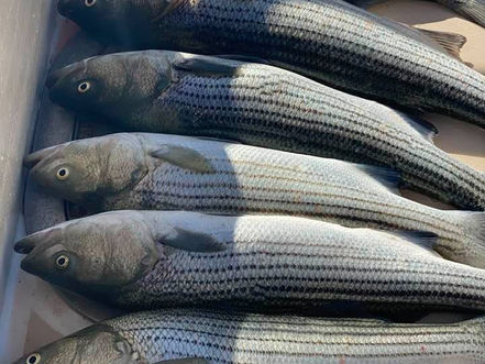 Oct 6 Fishing Report