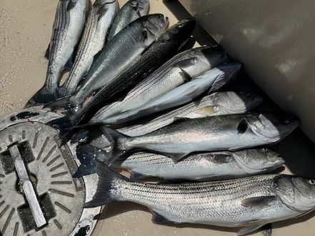June 8th Fishing Report