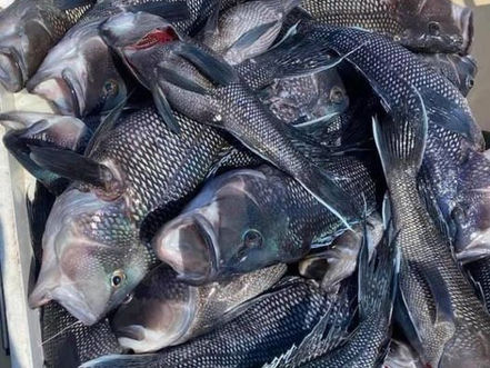 Feb 22 Fishing Report