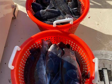 Oct 31 Fishing Report