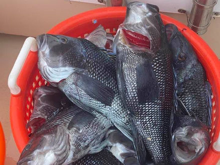 Aug 13 Fishing Report
