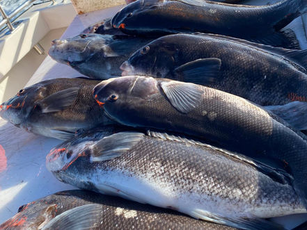 Nov 12th Fishing Report