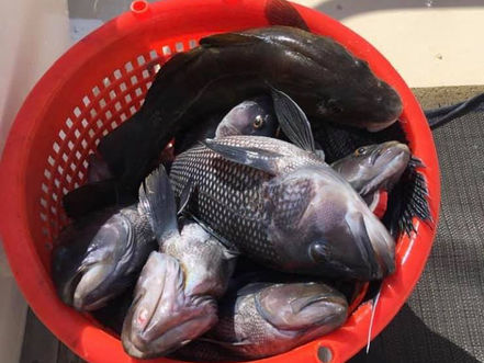 Oct 19 Fishing Report