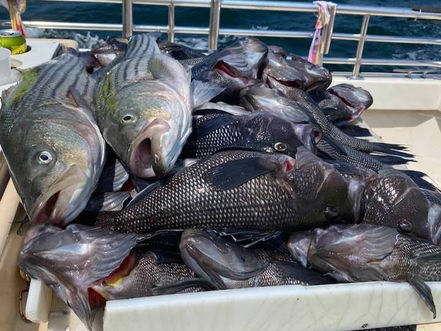 Aug 25 Fishing Report