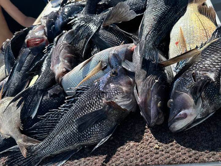 July 23rd Fishing Report