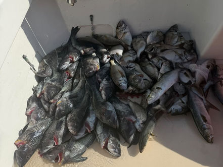 My Joyce Fishing Montauk - Sept 17th Fishing Report
