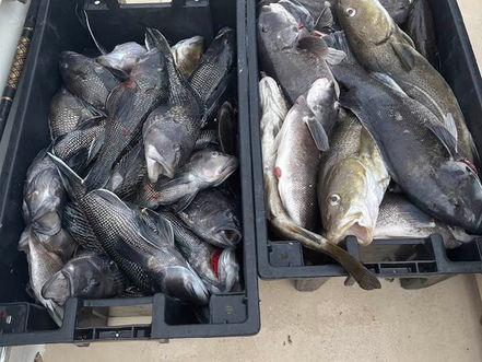 Nov 26th Fishing Report