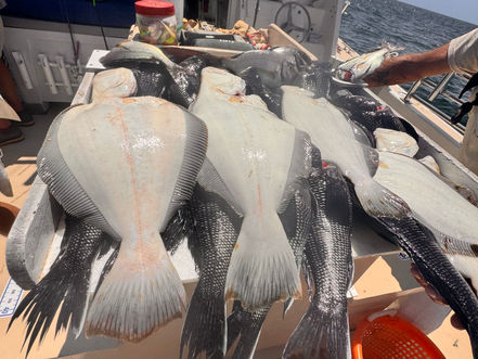 My Joyce Fishing Montauk - July 25th Report