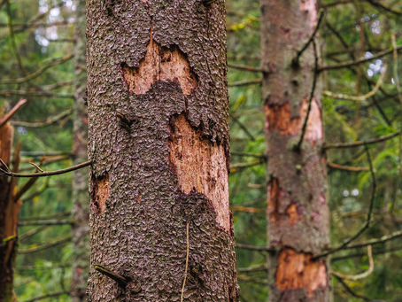 When to Remove a Tree from Your Property: Common Reasons and Diseases in Southern Alberta