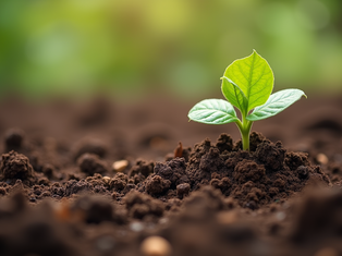 Benefits of Composting for Healthy Pecan Trees