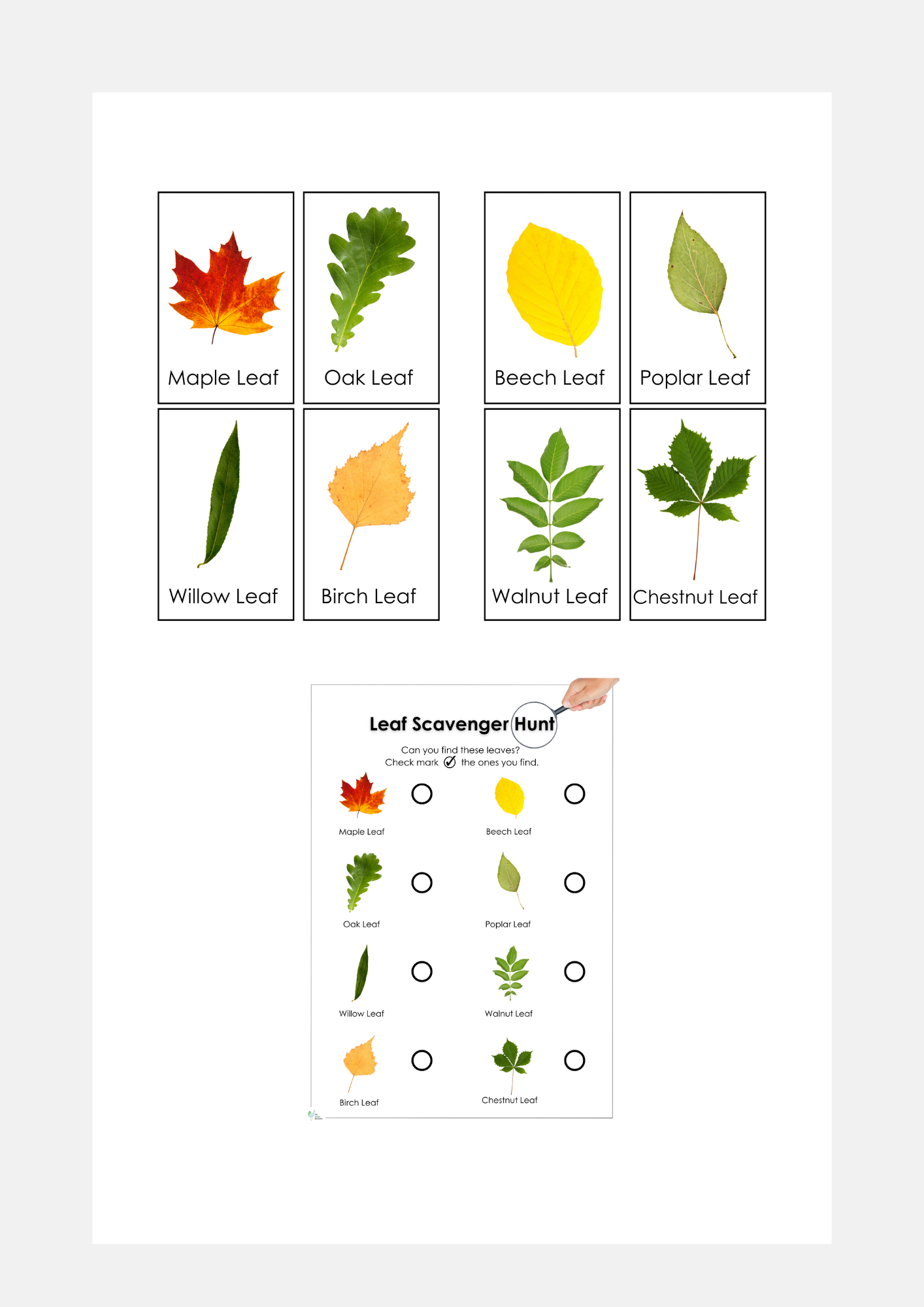 Leaf Identification Scavenger hunt