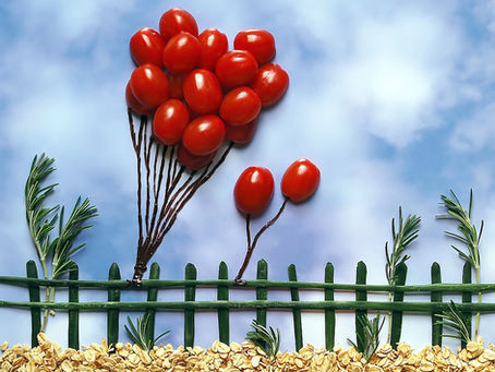 Comment faire rougir (mûrir) ses tomates vertes en automne? Explications et astuces.