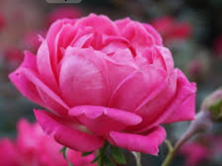 Flowers complement First Six Months of the Year