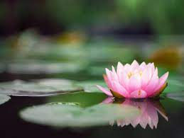 Most popular and Beautiful flower of India ?