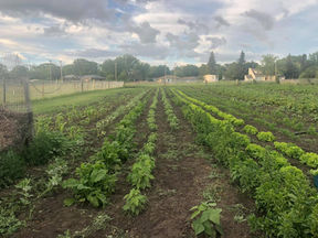 GROUNDBREAKING GRANTING FOR A BETTER FOOD FUTURE