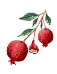 RH resources (5).png