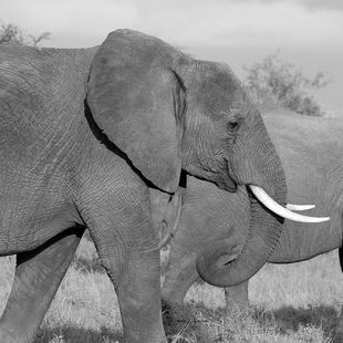 Vers un humanisme de la responsabilité : lire Les Racines du Ciel aujourd'hui