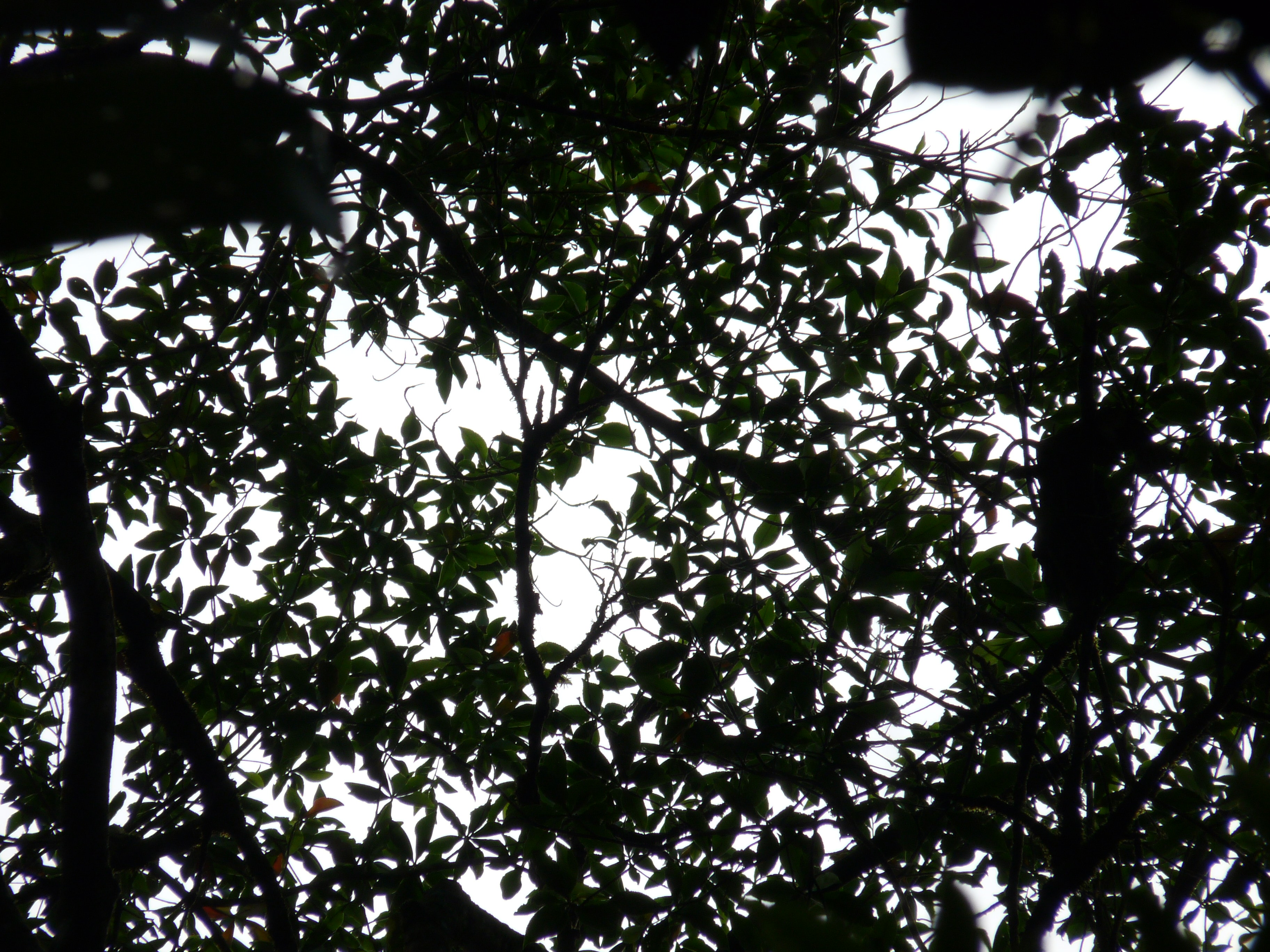 P1100269