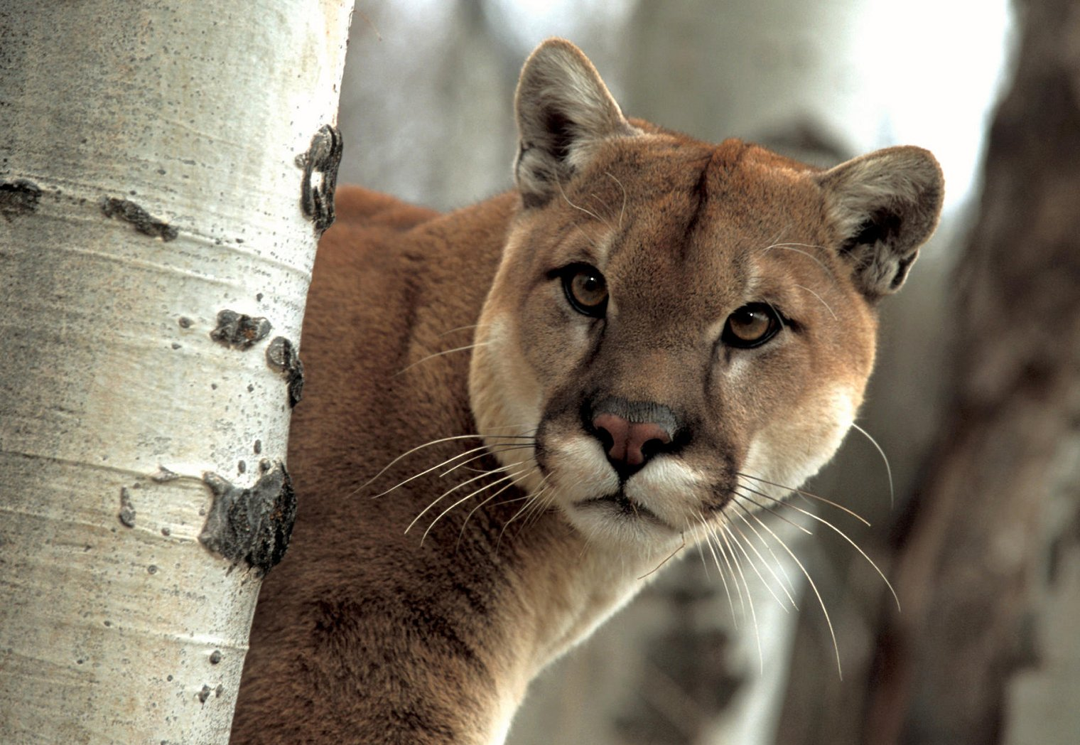 Puma_6