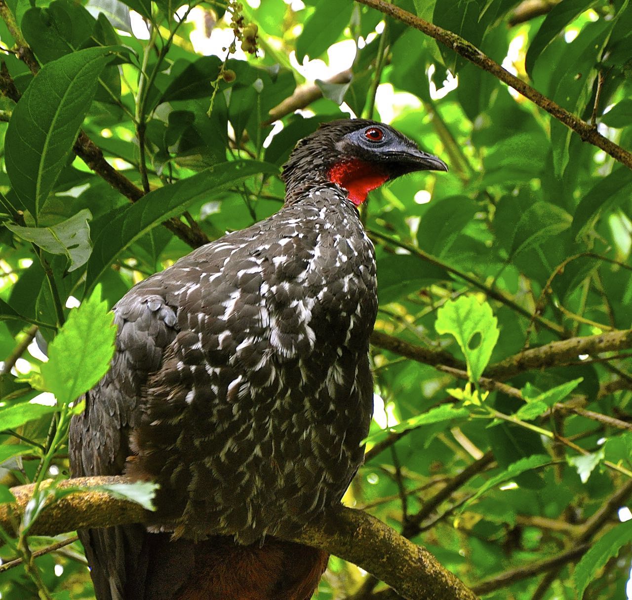 pava