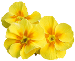 primula.gif