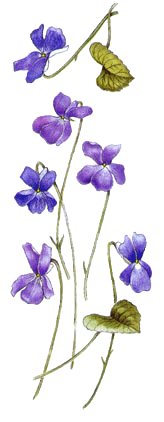 violette.gif