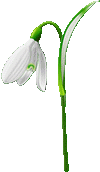 snowdrop-147871_960_720.gif