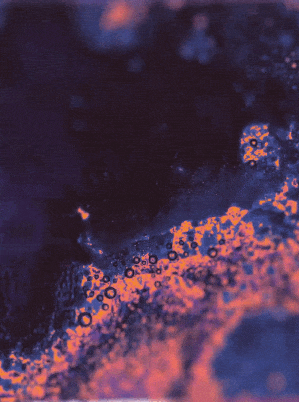 CC_03_noglass_2.gif
