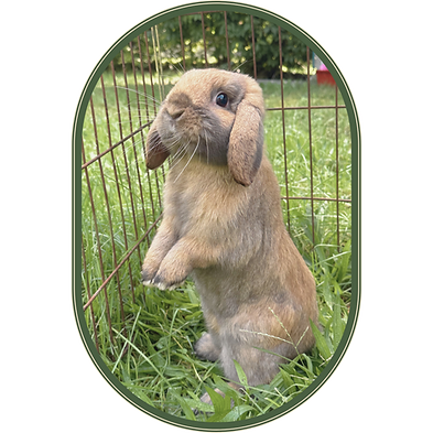 Holland Lop rabbit breeder Winchester VA