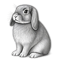 Holland Lop rabbit breeder VA
