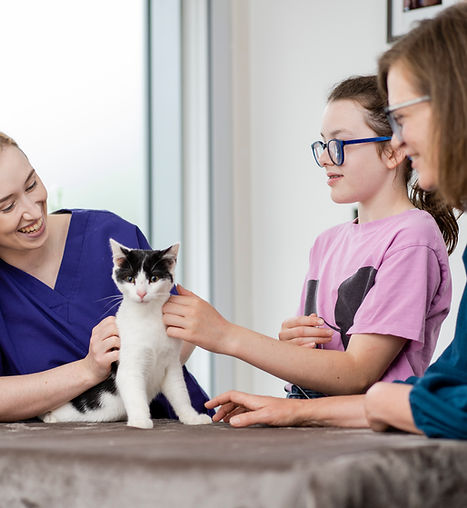 Veterinary nurse examines kitten