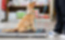 Dog diet weight_edited.jpg