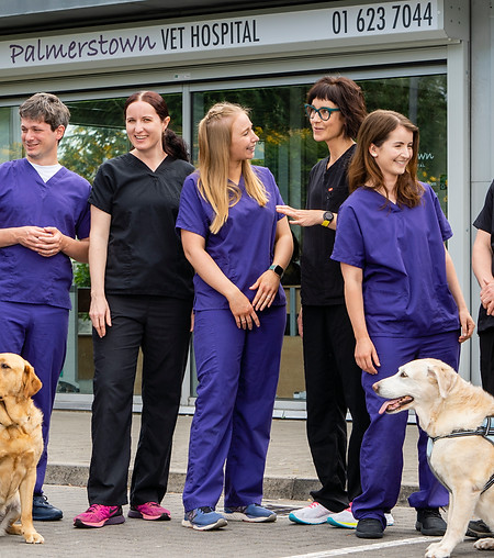 Palmerstown vets team with dogs