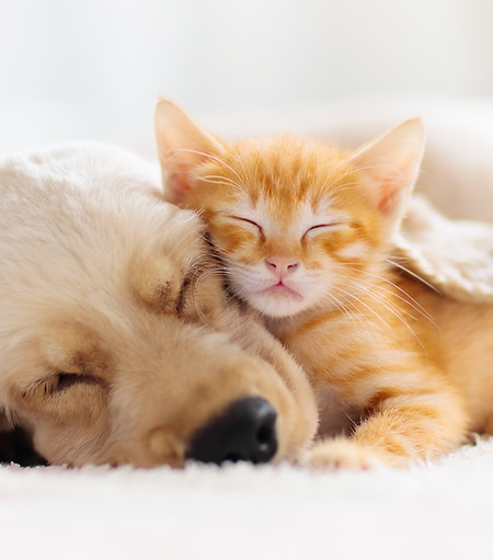 cat and dog at the best Dublin vets