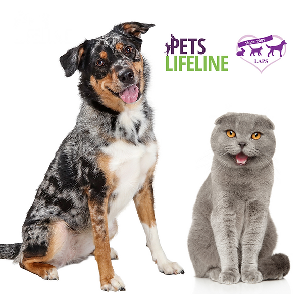 Pet Therapy Info Session - instagram (2).png