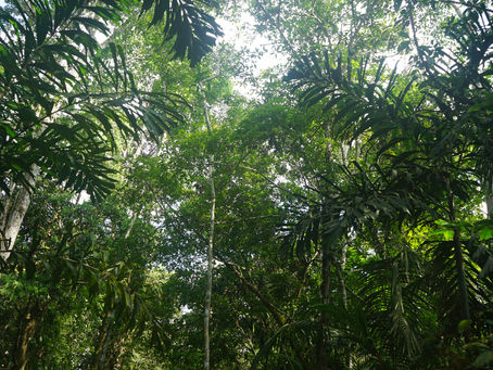 Deep in the Amazon: A Raw, Off-Grid Trek Into the Heart of the Jungle