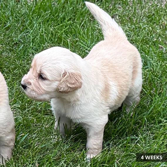 4-week-old Golden Retriever puppies playing in the grass.