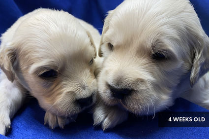 two English Cream Golden Retriever puppies resting together at 4 weeks old