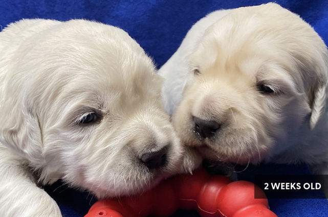 Cream Golden Retriever puppy at 2 weeks old from Vorderosa Retrievers