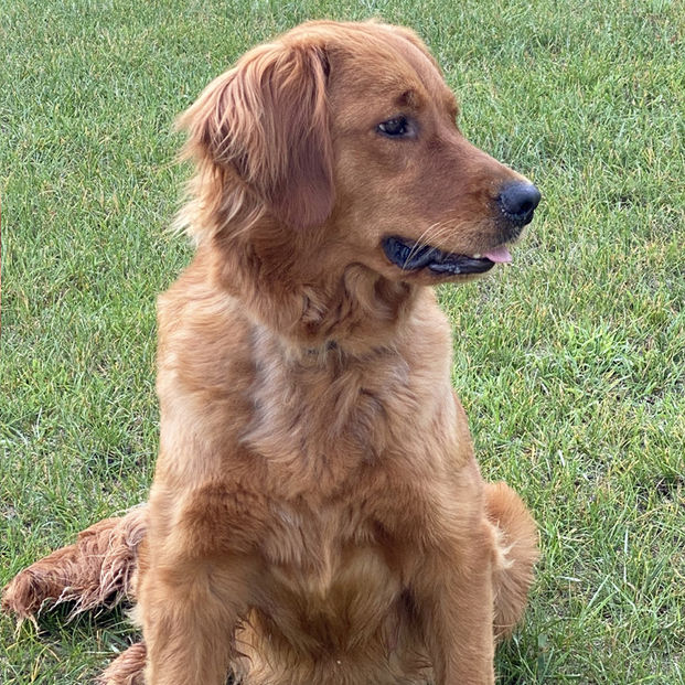 American Golden Retriever Jazmin with a rich golden coat sitting in the yard