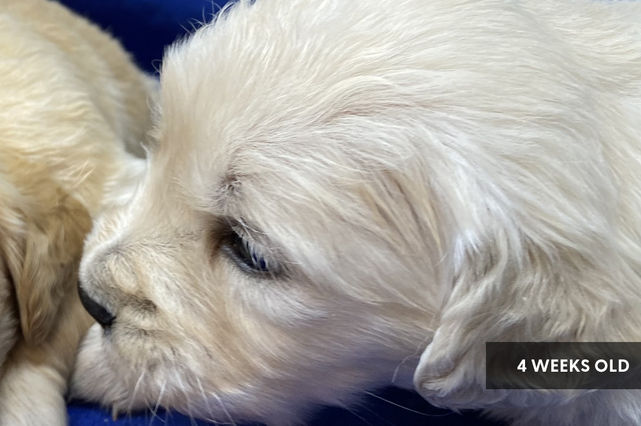 side profile of 4 week old English Cream Golden Retriever puppy