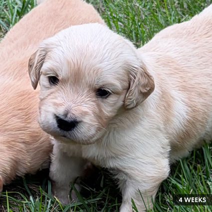 4-week-old Golden Retriever puppies playing in the grass.