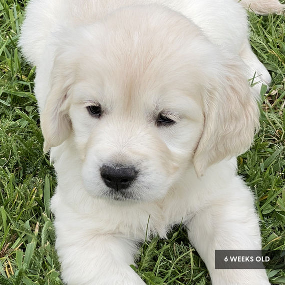Cream Golden Retriever puppy at 6 weeks old from Vorderosa Retrievers