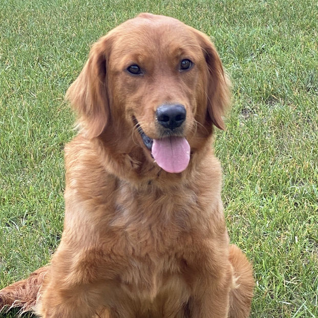 American Golden Retriever Jazmin with a rich golden coat sitting in the yard