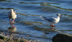 Gaviota gris y gaviota capucho café